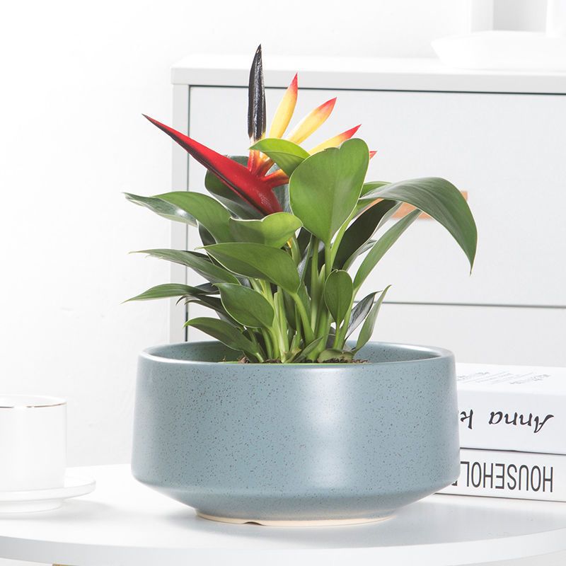 Flower pots large calibre large clay pots ceramic short models simple creative butterfly orchid succulent green plant pots